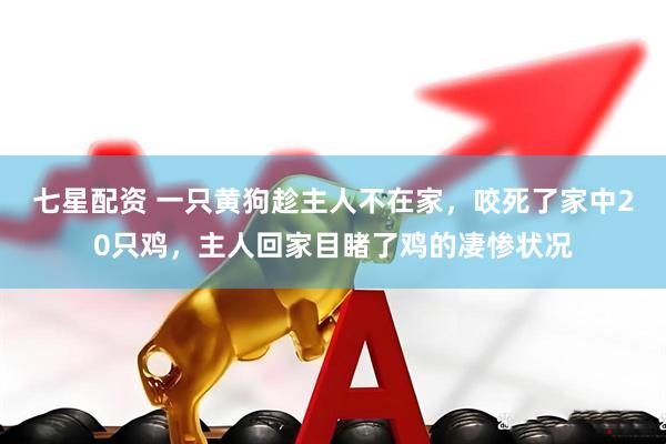 七星配资 一只黄狗趁主人不在家，咬死了家中20只鸡，主人回家目睹了鸡的凄惨状况